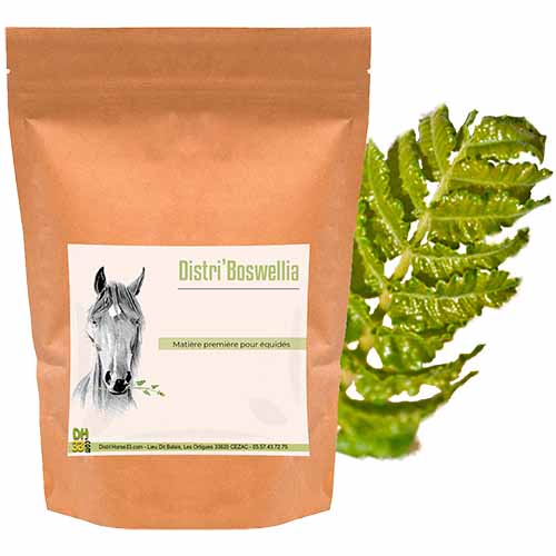 Boswellia pour cheval
